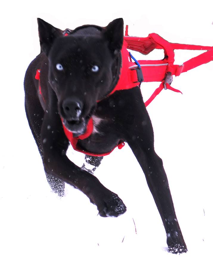 Postroj NON-STOP Dogwear FREE MOTION