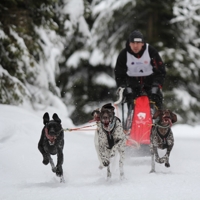 Non-stop dogwear Saňový postroj „Nansen Nome“