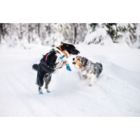 Non-stop dogwear Bezpečnostný obojok SAFE