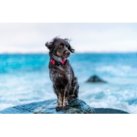 Non-stop dogwear Polosťahovací červený obojok