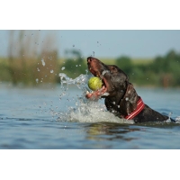Non-stop dogwear Polosťahovací červený obojok