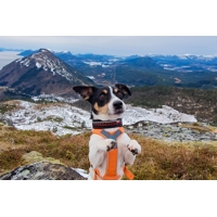Non-stop dogwear Obojok ROCK