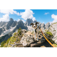 Non-stop dogwear Vôdzka s amortizérom 2,8m (na bicykel, kolobežku, lyže)