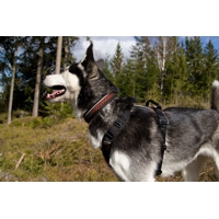 Non-stop dogwear Postroj Rock