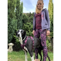 Non-stop dogwear Postroj Ramble (Fialový, zelený, čierno-oranžový)