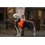 Non-stop dogwear nepremokavý kabátik Beta Pro (Fialový, Modrý, Oranžový)
