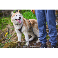 Non-stop dogwear Vodzka Rock adjustable