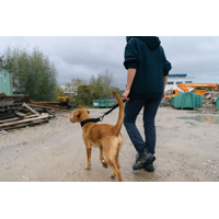 Non-stop dogwear Security strap WD