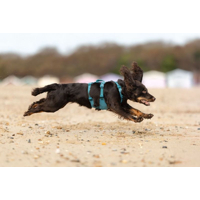 Non-stop dogwear postroj Ramble long teal