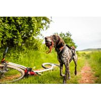 Non-stop dogwear  Loptička pre psa na lanku