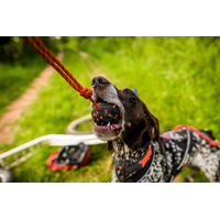 Non-stop dogwear  Loptička pre psa na lanku