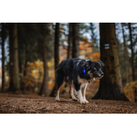 Bezpečnostné svetielko Lumi dog