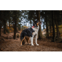 Bezpečnostné svetielko Lumi dog