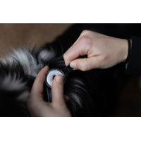 Bezpečnostné svetielko Lumi dog