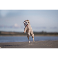 Non-stop dogwear celotelový  fleece overal Trail quest