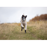 Non-stop dogwear celotelový  fleece overal Trail quest