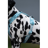 Non-stop dogwear postroj Trekking line Clip'n